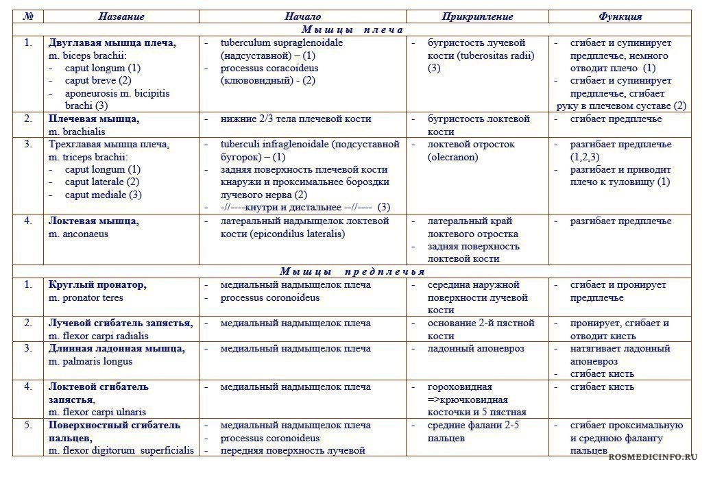 Мышцы таблица. Мышцы верхней конечности анатомия таблица. Мышцы верхней конечности функции таблица. Мышцы верхних и нижних конечностей таблица. Мышцы конечностей функции таблица.