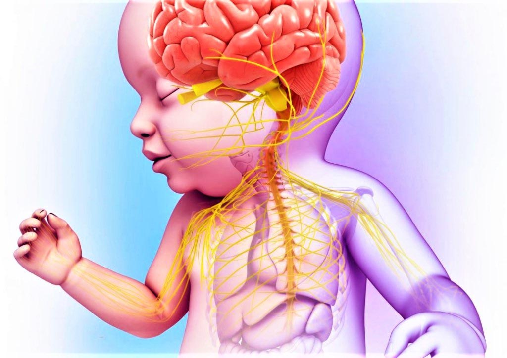 Развить нервную систему. Мозг ребенка. Нервная система ребенка. Нервная система новорожденного.