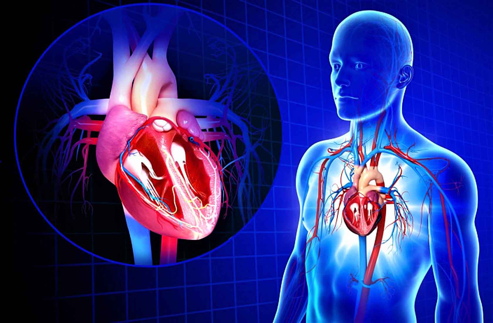Роль кровообращения в организме. Сердечно-сосудистые заболевания. Сердечкососудестая система. Сердечно сосудистая система. Сосуды сердца.