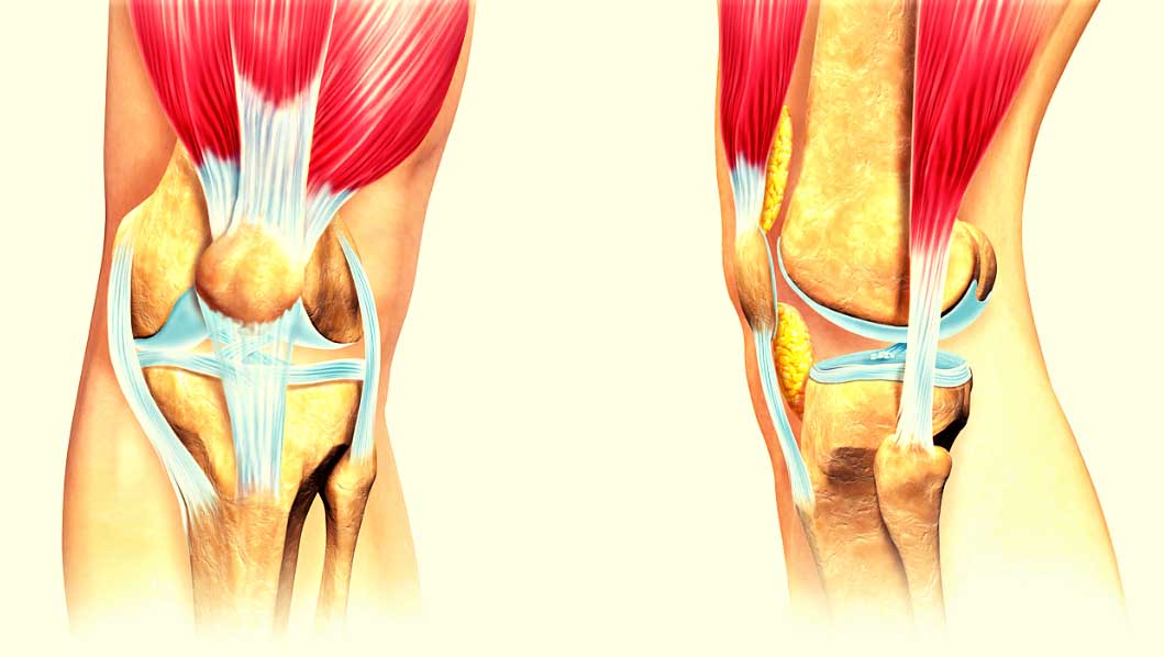 Надколенник коленного сустава анатомия